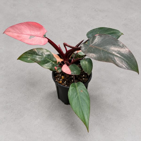 Philodendron 'Pink Princess' — 植仔 Plantjai 香港觀葉植物