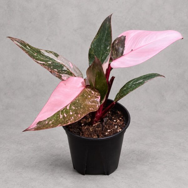 Philodendron 'Pink Princess Galaxy' — 植仔 Plantjai 香港觀葉植物