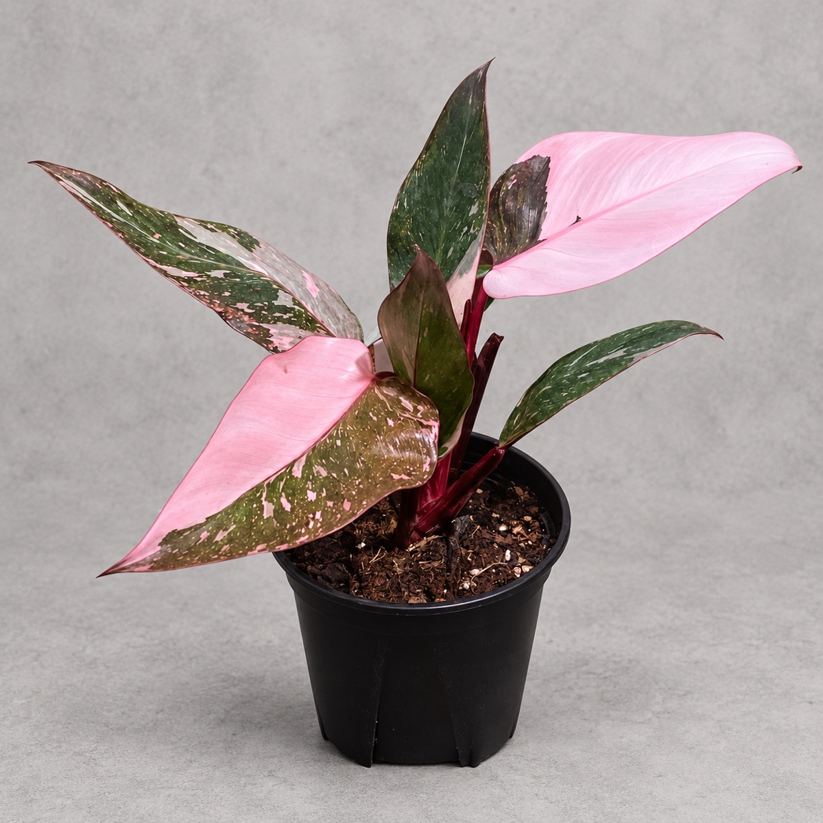 plantjai-philodendron-pink-princess-galaxy-cover-renewal-20261005 銀河粉公主蔓綠絨|商品原相背景重製