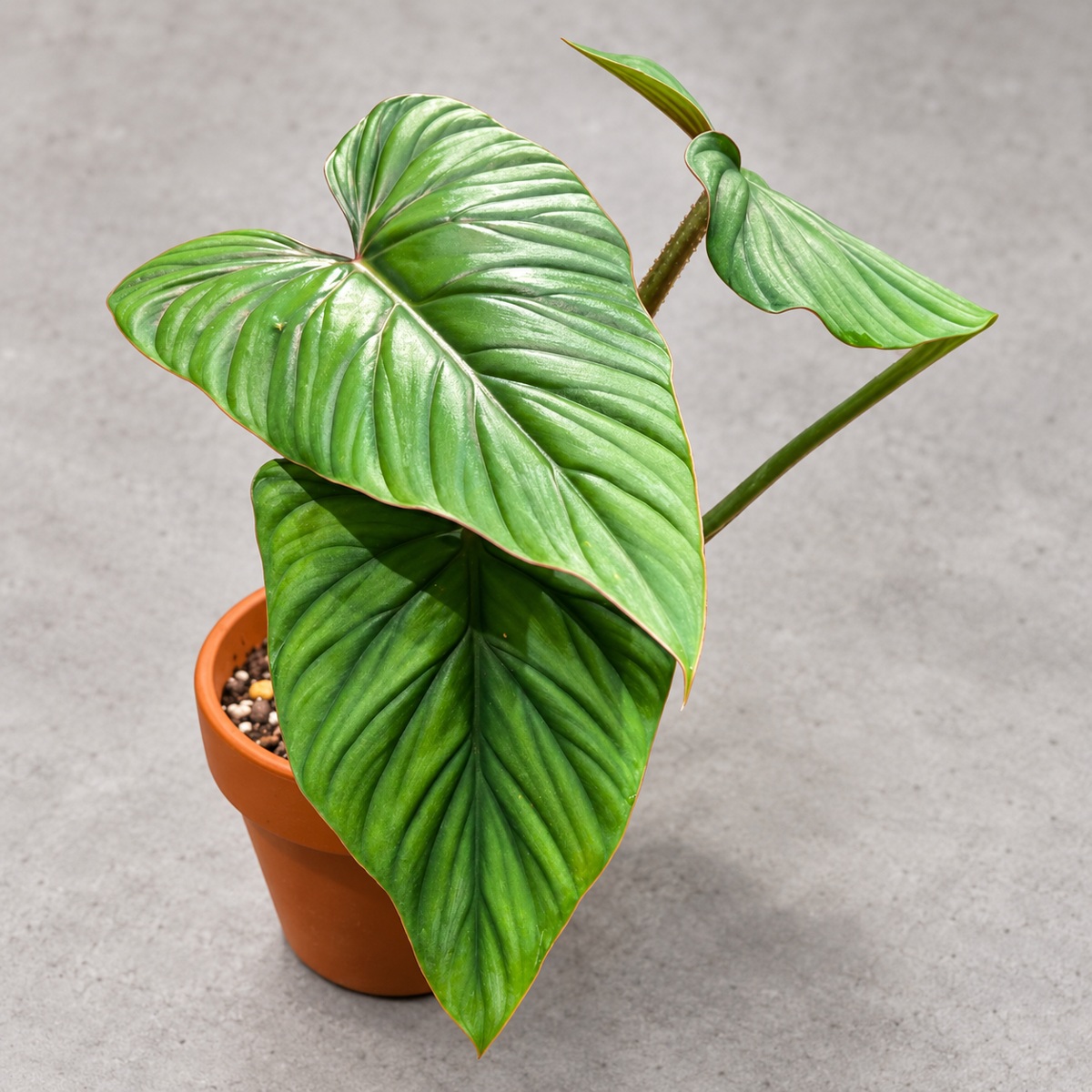 plantjai-philodendron-plowmanii-blackface-cover-renewal-20261005 黑面普洛蔓綠絨|商品原相背景重製