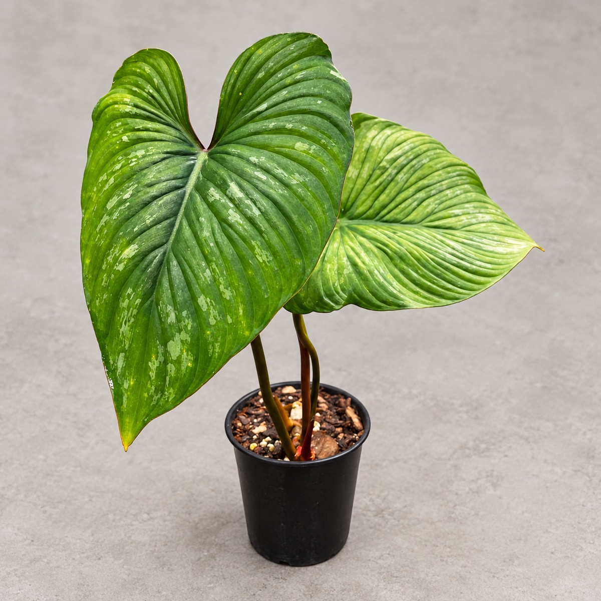 plantjai-philodendron-plowmanii-cover-renewal-20261005 普洛蔓綠絨|商品原相背景重製