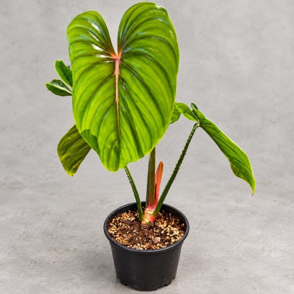 Philodendron Plowmanii Watermelon