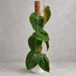 花絨葉蔓綠絨｜商品原相背景重製