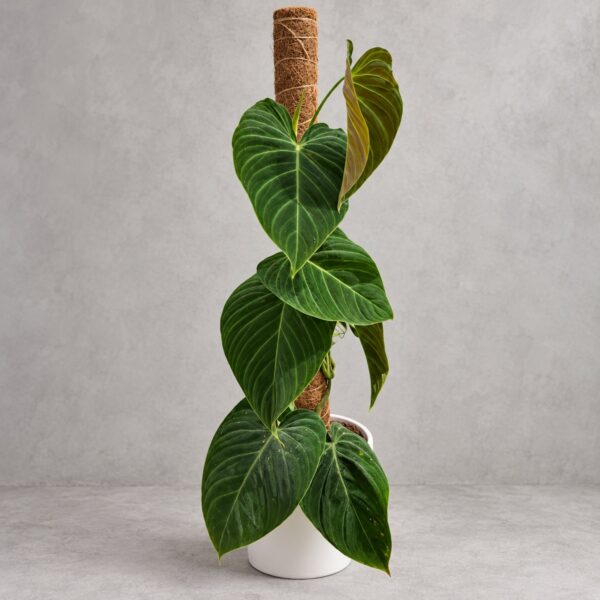 Philodendron 'Splendid' — 植仔 Plantjai 香港觀葉植物
