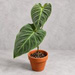 花絨葉蔓綠絨｜商品原相背景重製
