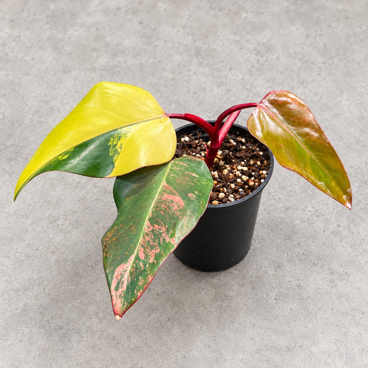 plantjai-philodendron-strawberry-shake-cover-renewal-20261005 士多啤梨奶昔蔓綠絨|商品原相背景重製