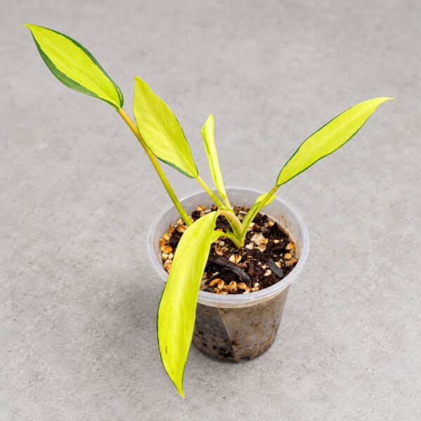 Philodendron 'Thai Sunrise' — 植仔 Plantjai 香港觀葉植物