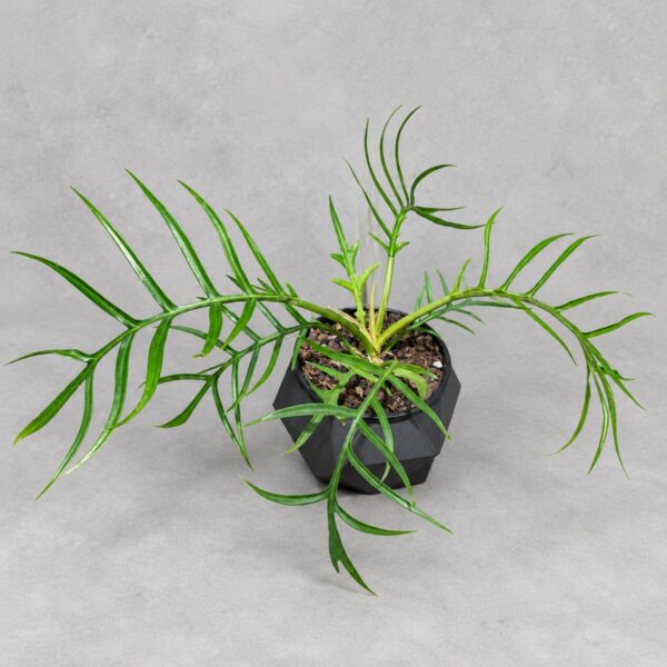 Philodendron tortum — 植仔 Plantjai 香港觀葉植物