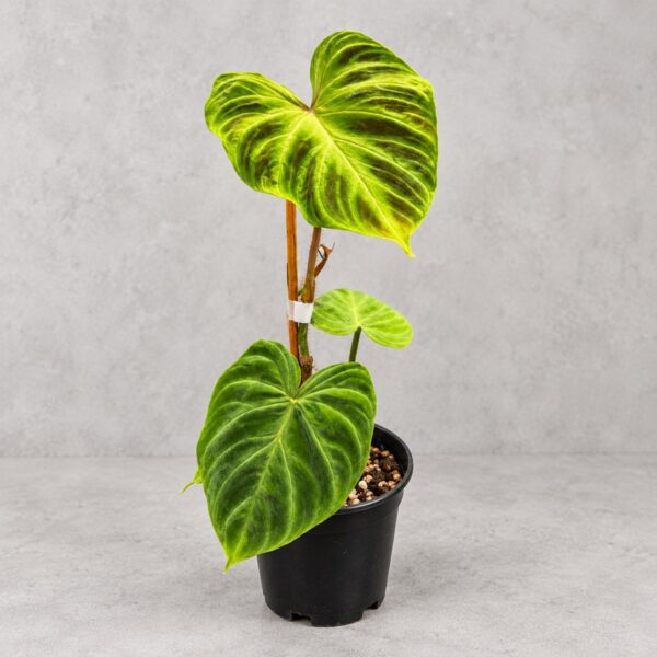 Philodendron Verrucosum Red Back