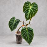 綠色螢光蔓綠絨｜商品原相背景重製