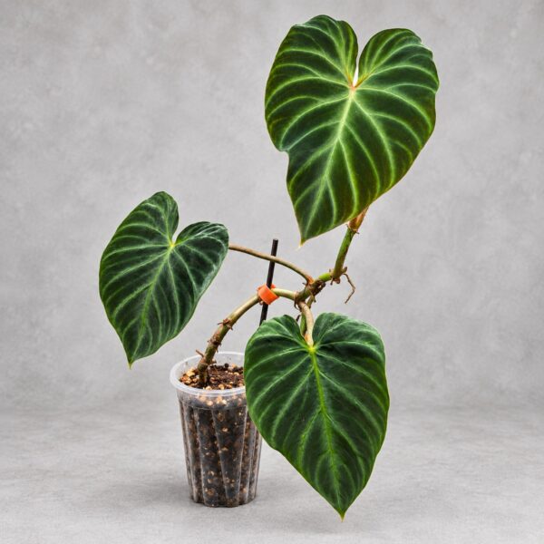 Philodendron Verrucosum Verde