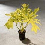 黃金春羽 Philodendron Warscewiczii Aurea｜示意圖 representative image
