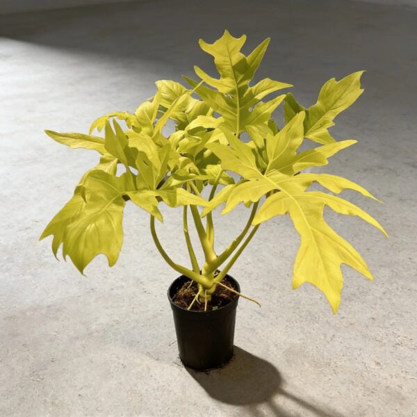 Philodendron Warscewiczii Aurea