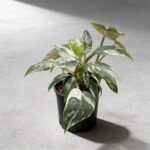 白巫師蔓綠絨 Philodendron White Wizard｜示意圖 representative image