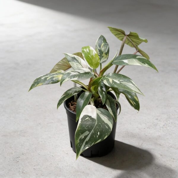 Philodendron 'White Wizard' — 植仔 Plantjai 香港觀葉植物