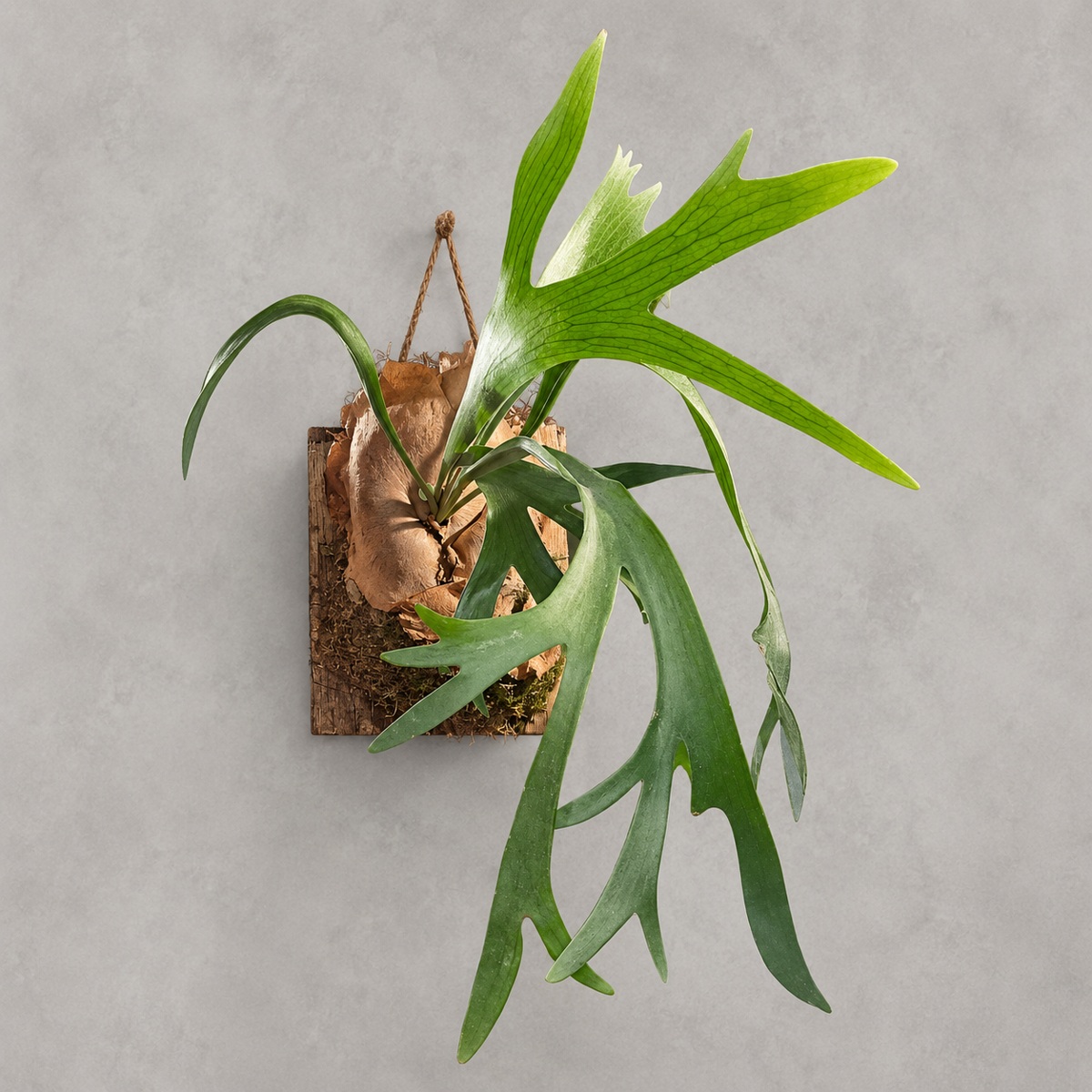 plantjai-platycerium-bifurcatum-cover-renewal-20261005 二岐鹿角蕨|商品原相背景重製