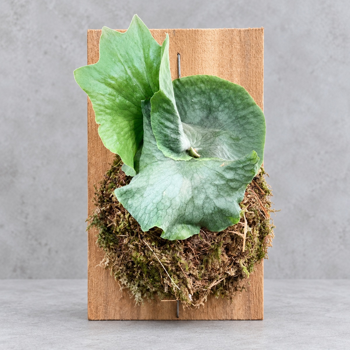 plantjai-platycerium-wandae-racib-cover-renewal-20261005 女王鹿角蕨|商品原相背景重製