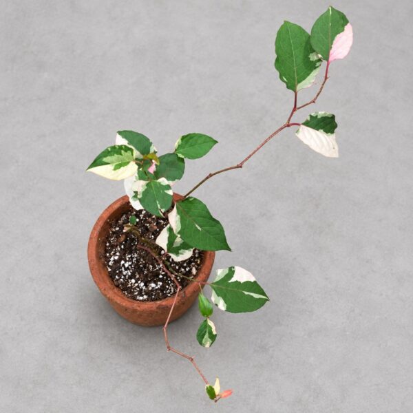 花葉虎杖｜商品原相背景重製