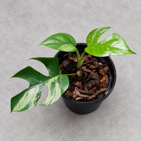 Rhaphidophora Tetrasperma Variegated