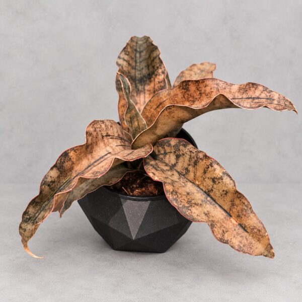 Sansevieria Copper Tone