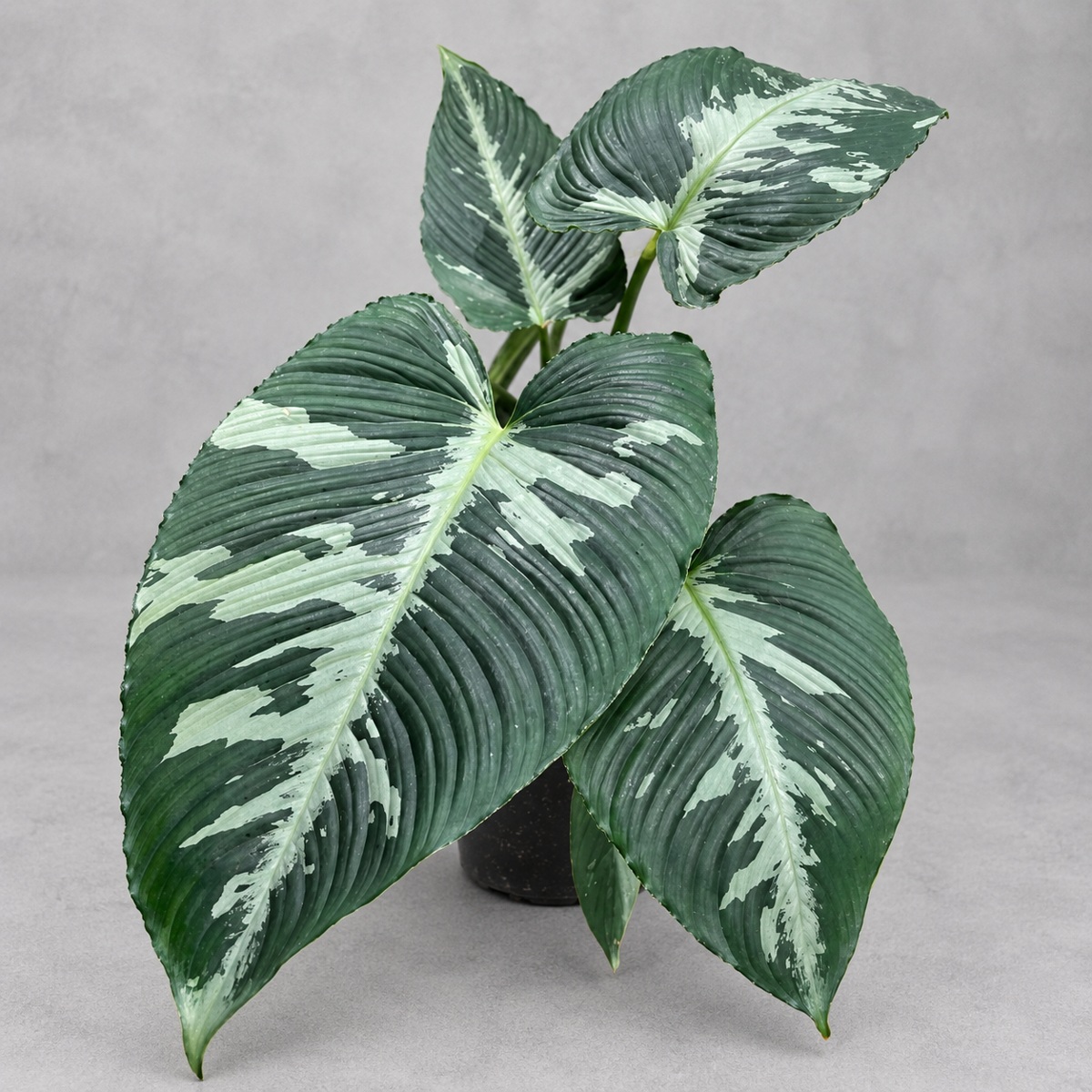 plantjai-schismatoglottis-pusilla-cover-renewal-20261005 迷彩落檐|商品原相背景重製