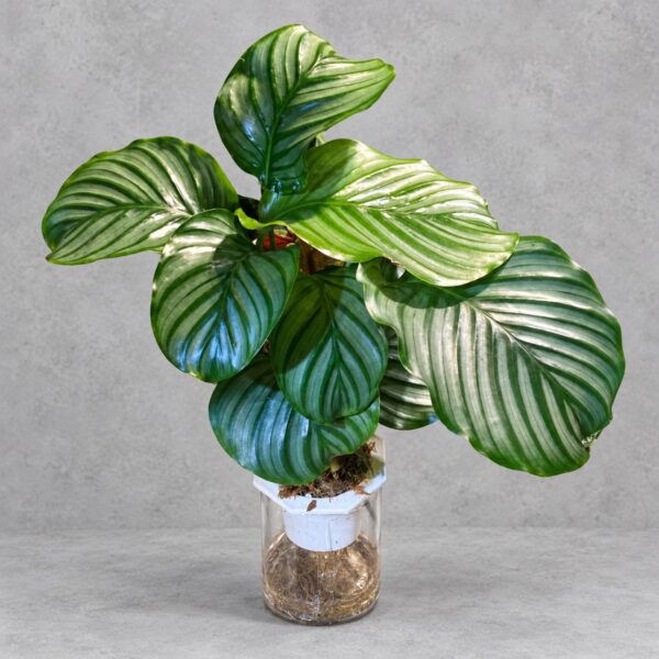 Semi Hydroponic Calathea