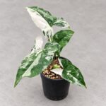 白錦合果芋｜商品原相背景重製