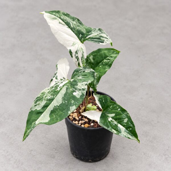 Syngonium Albo