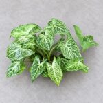 巴迪布紋合果芋｜商品原相背景重製