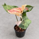聖誕合果芋｜商品原相背景重製