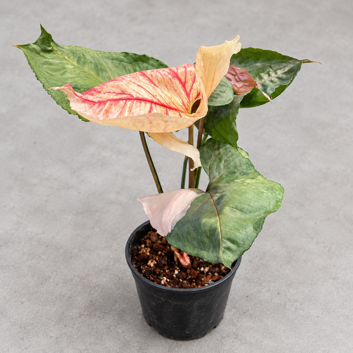 plantjai-syngonium-christmas-cover-renewal-20261005 聖誕合果芋|商品原相背景重製