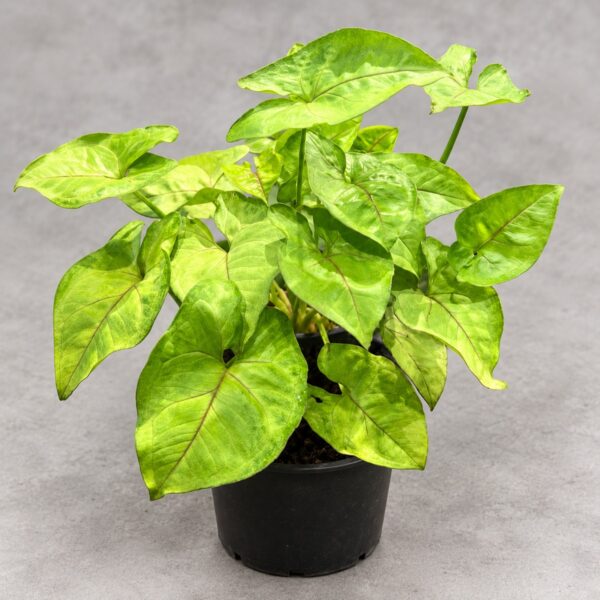 Syngonium Golden