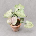 灰幽靈合果芋｜商品原相背景重製