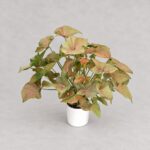 粉紅佳人合果芋｜商品原相背景重製