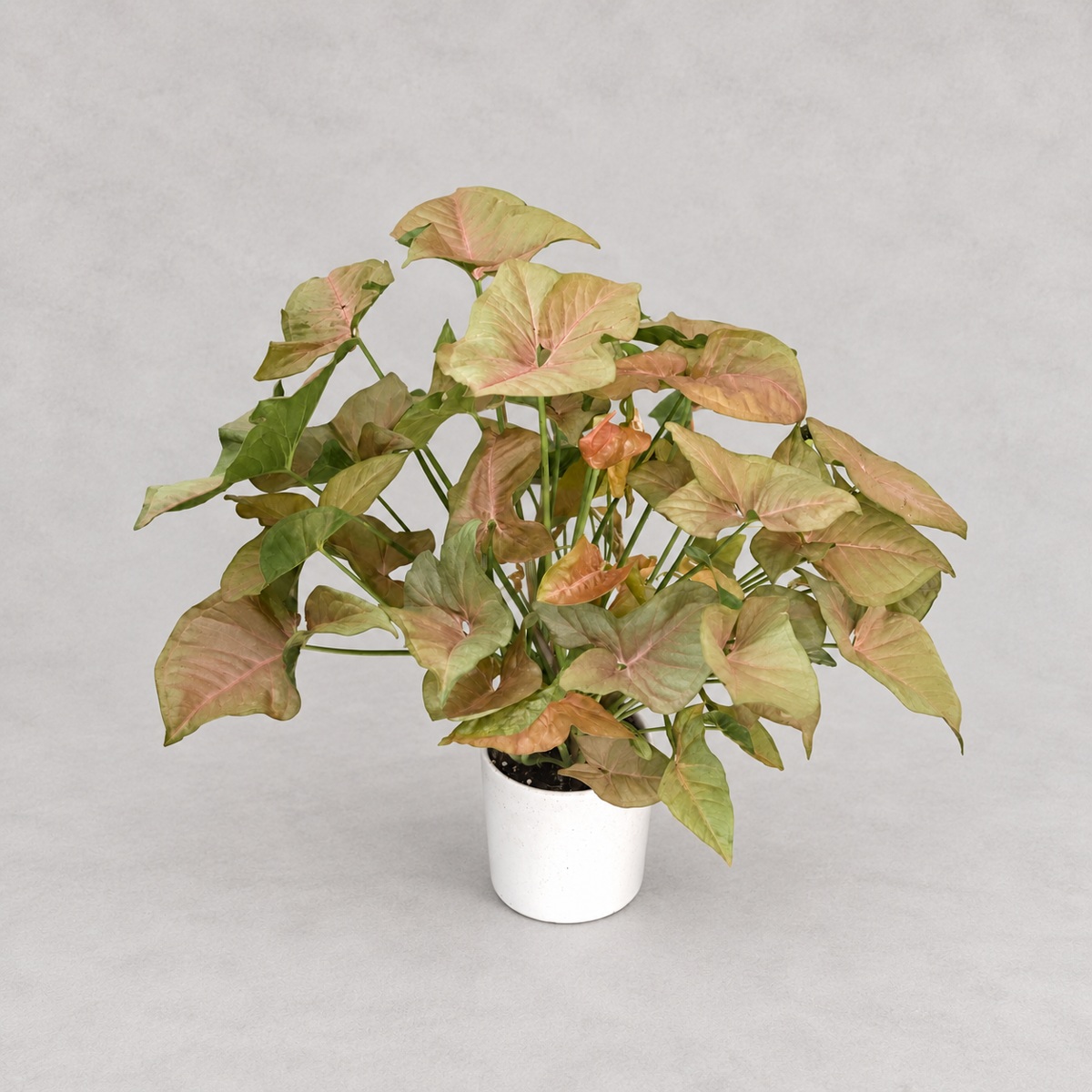 plantjai-syngonium-infrared-cover-renewal-20261005-1 粉紅佳人合果芋|商品原相背景重製