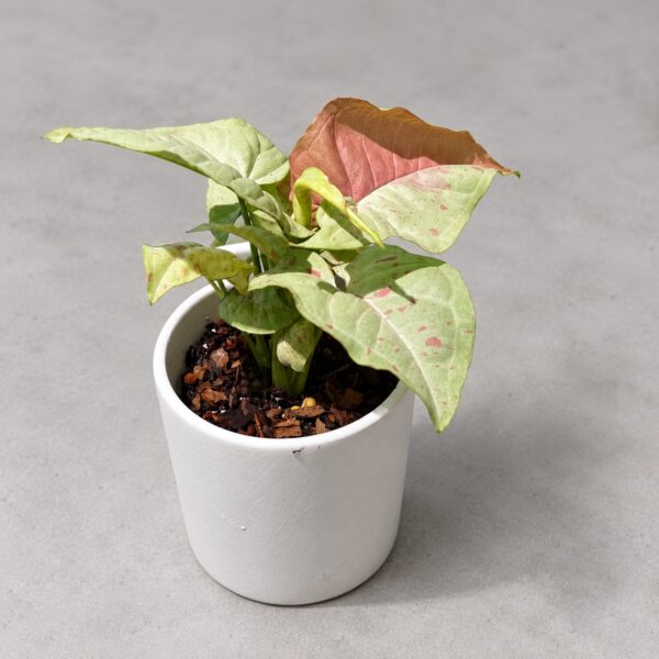 Syngonium Milk Confetti