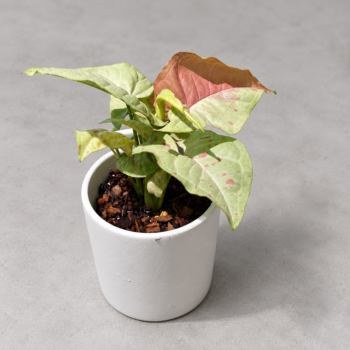 plantjai-syngonium-milk-confetti-cover-renewal-20261005 牛奶合果芋|商品原相背景重製