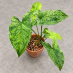 Syngonium podophyllum 'Mojito'｜商品原相背景重製
