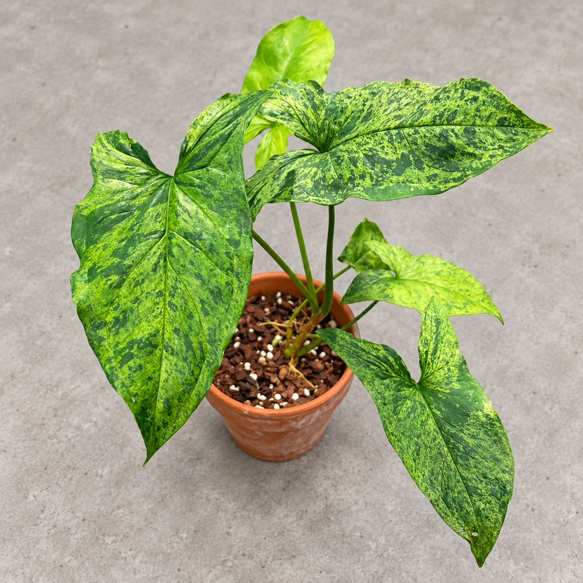 plantjai-syngonium-mojito-cover-renewal-20261005 Syngonium podophyllum 'Mojito'|商品原相背景重製