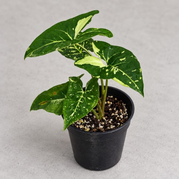 Syngonium Panda