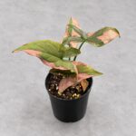 粉色合果芋｜商品原相背景重製