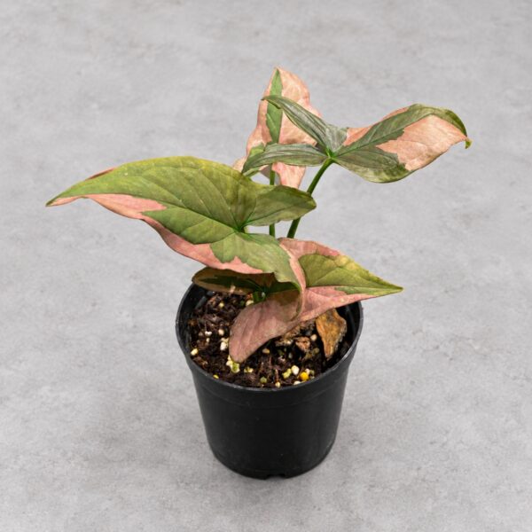 Syngonium podophyllum 'Pink Splash' — 植仔 Plantjai 香港觀葉植物