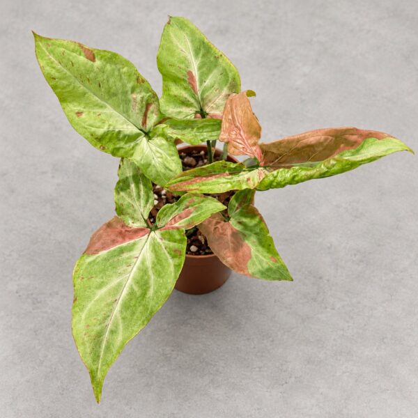 Syngonium podophyllum 'Pink Salmon' — 植仔 Plantjai 香港觀葉植物