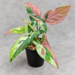 紅點三色合果芋｜商品原相背景重製