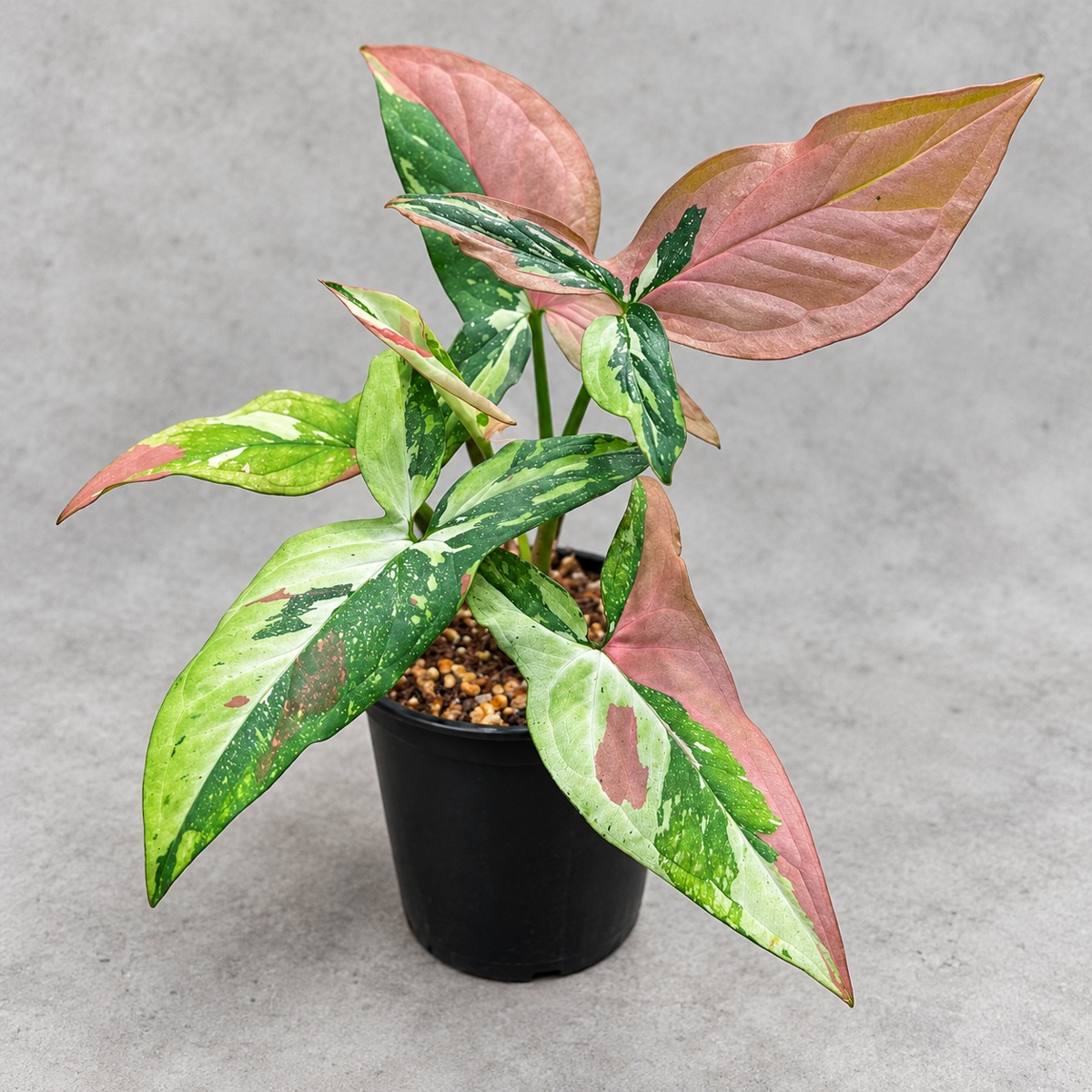 plantjai-syngonium-red-spot-tricolor-cover-renewal-20261005 紅點三色合果芋|商品原相背景重製