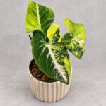 炒雞蛋合果芋｜商品原相背景重製