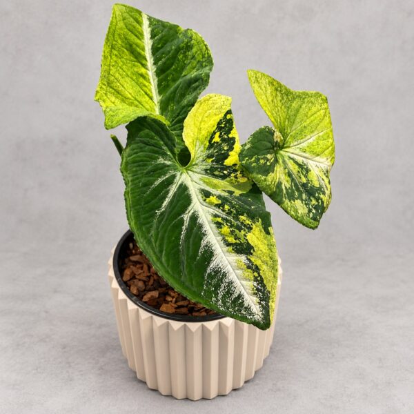 Syngonium Wendlandii 'Scrambled Eggs' — 植仔 Plantjai 香港觀葉植物