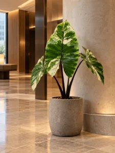 Alocasia Black Stem Varieata 大型植物擺放於香港精品酒店大堂室內空間的情境示意圖 / Alocasia Black Stem Varieata large indoor plant styled in a Hong Kong boutique hotel lobby interior