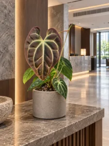 Anthurium besseae aff. 大型植物擺放於香港精品酒店大堂室內空間的情境示意圖 / Anthurium besseae aff. large indoor plant styled in a Hong Kong boutique hotel lobby interior