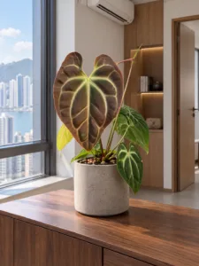 Anthurium besseae aff. 大型植物擺放於香港辦公室室內空間的情境示意圖 / Anthurium besseae aff. large indoor plant styled in a Hong Kong office interior